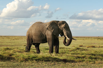 Fototapeta na wymiar African bush elephant (Loxodonta africana), bottom part of his body wet from bathing, feeding on grass in african savanna. Amboseli National Park, Kenya.