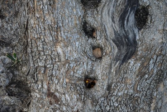 Nid de frelons dans le tronc d'un olivier centenaire