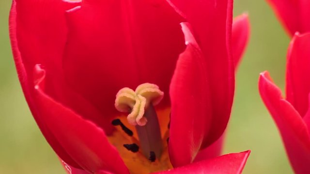 Tulip&aacute;n de color rojo dejando ver claramente su interior con los estambres y el pistilo 
