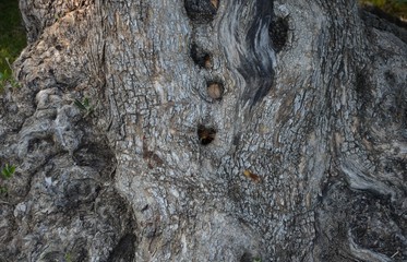Nid de frelons dans le tronc d'un olivier centenaire