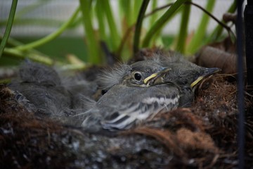 il nido della ballerina bianca