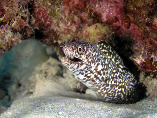Spotted Moray Eel