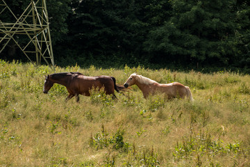 Horses on the green meadow