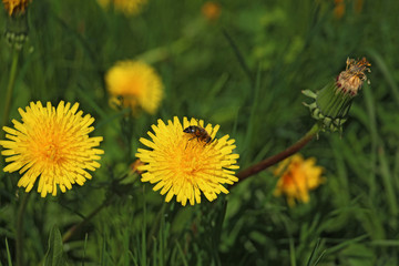 striped wasp on a yellow dandelion