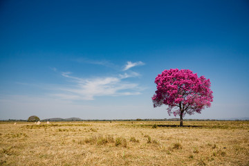 Secluded tree with pink leaves and blue sky