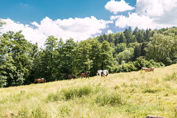 Horses on the green meadow