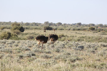 Naklejka premium Namibie