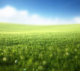 Photo sur Plexiglas Campagne champ d& 39 herbe de printemps (shallow DOF)