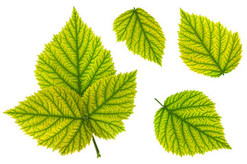 Blackberry fruit leaf closeup collection