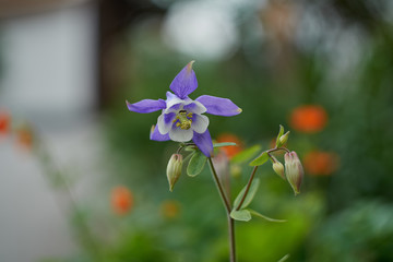 Blue and white Columbine in the green