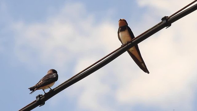 Dos Golondrinas posadas en un cable