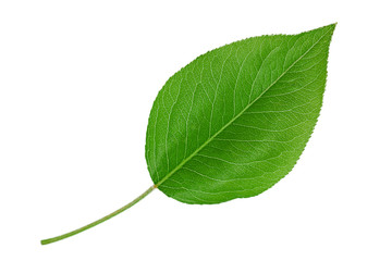 Pear leaf closeup on white - 207183423