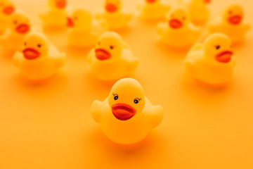 Rubber ducks in leadership concept
