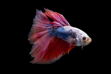 Betta splendens(Pla-Kad),Siamese fighting fish aquarium fish beatiful tail and move action isolated on black background with clipping path included