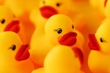Group of rubber ducks chatting