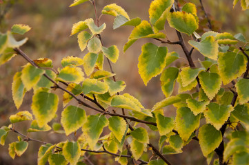Autumn yelllow green leaves of birch branch