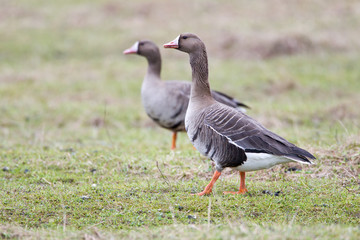 Naklejka na ściany i meble Greater white-fronted goose (Anser albifrons) in its natural habitat