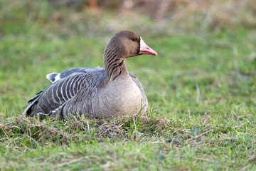 Greater white-fronted goose (Anser albifrons) in its natural habitat