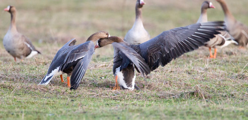 Greater white-fronted goose (Anser albifrons) in its natural habitat