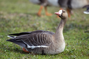 Greater white-fronted goose (Anser albifrons) in its natural habitat