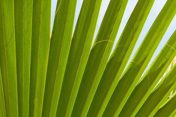 Close up of green palm leave
