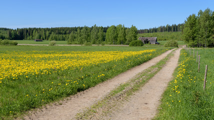 Finland countryside. Two old empty barns and dandelion meadow.