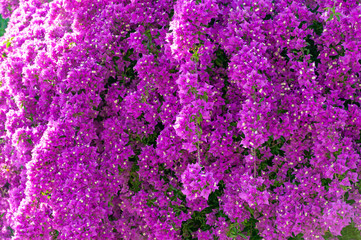 Lilac blooming bougainvillea