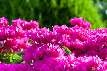 Pink bougainvillea close-up, on a green blurred background