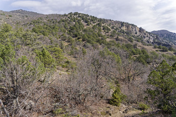 Forest in the Crimean mountains in the spring