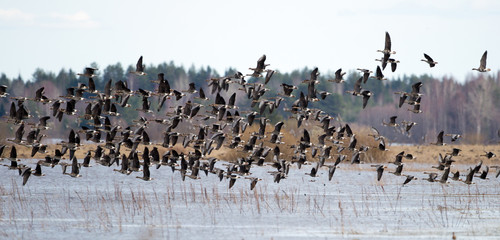 Greater white-fronted goose (Anser albifrons) in flight