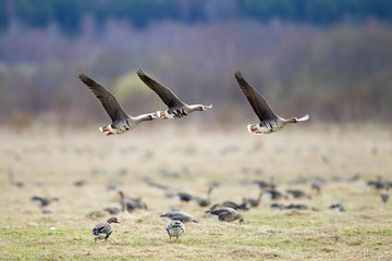 Greater white-fronted goose (Anser albifrons) in flight