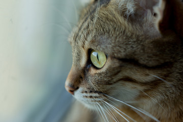 tabby cat. cat with green eyes. the unborn cat