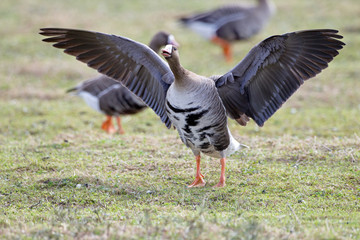 Greater white-fronted goose (Anser albifrons) in its natural habitat