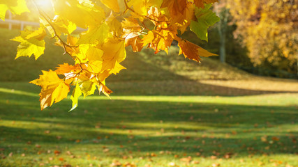 Ahornblatt am sonnigen Abend im Herbst