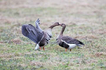 Greater white-fronted goose (Anser albifrons) in its natural habitat