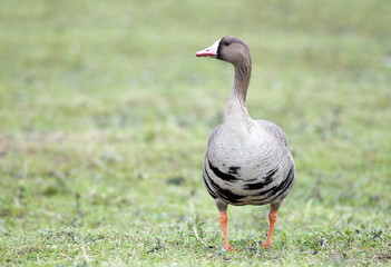 Obraz na płótnie Canvas Greater white-fronted goose (Anser albifrons) in its natural habitat