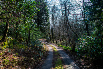 Fototapeta na wymiar A gravel one way road, through a forest