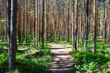 View of tall old trees in the evergreen primeval forest blue sky