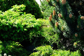 Landscape gardening, cypress, dwarf fir