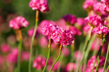 Obraz premium The blooming flowers.