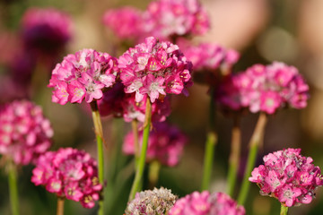 The blooming flowers.