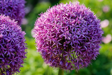 The blooming flowers.