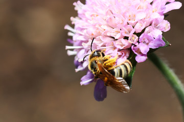 Wild bees are all bee species of the superfamily Apoidea with the exception of honeybees and not...