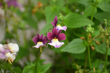 Fiore