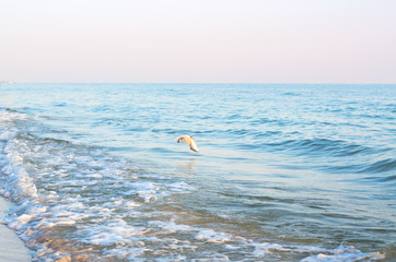 Fototapeta na wymiar sea surf on the beach, flying seagull