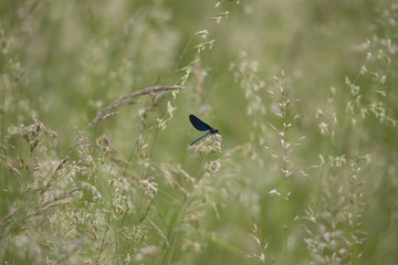 A blue-winged demoiselle sits in a meadow on the inflorescence of a bee pollen carrying grass pollen