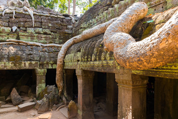 Roots of giant tree on the atient old Ta Phrom Temple in Angkor Wat in Cambodia
