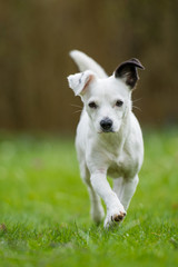 Weißer Mischlingshund mit schwarzem Ohr