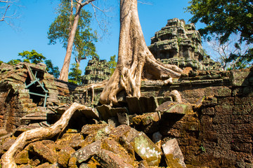 Roots of giant tree on the atient old Ta Phrom Temple in Angkor Wat in Cambodia