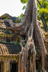 Roots of giant tree on the atient old Ta Phrom Temple, Angkor Wat, Cambodia